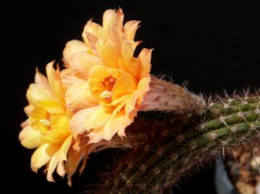 Flowers of mother plant